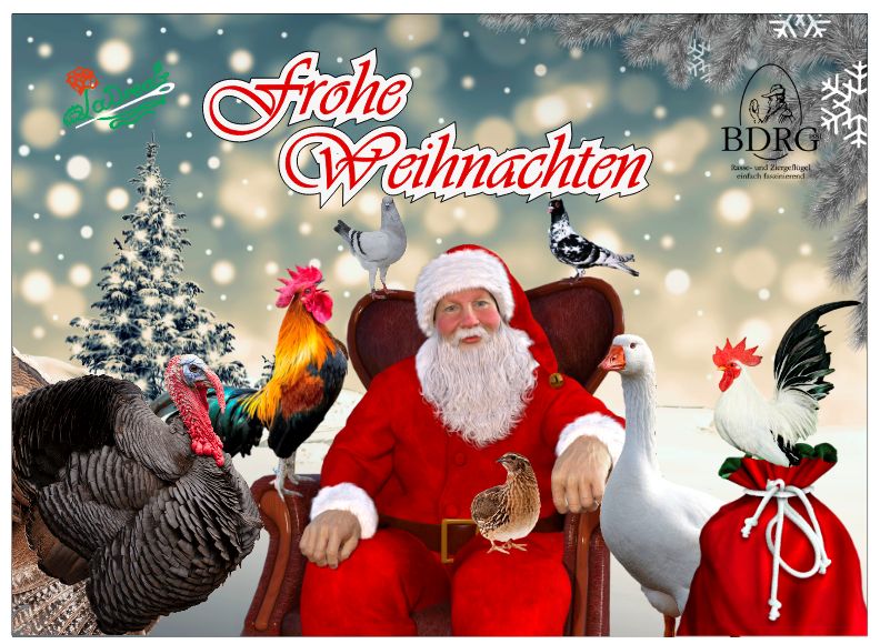 Adventskalender Rassegeflügel mit Schokolade gefüllt Vers. 1