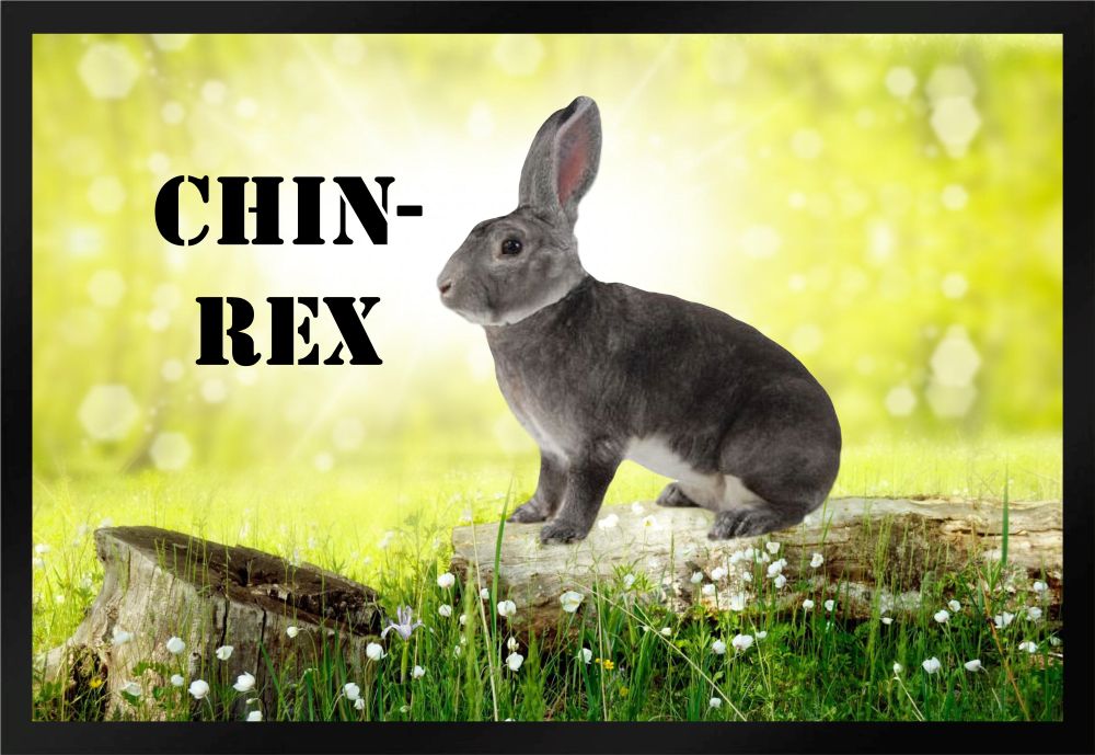 Fußmatte Schmutzfangmatte Kaninchen Chin-Rex F853 60x40 cm