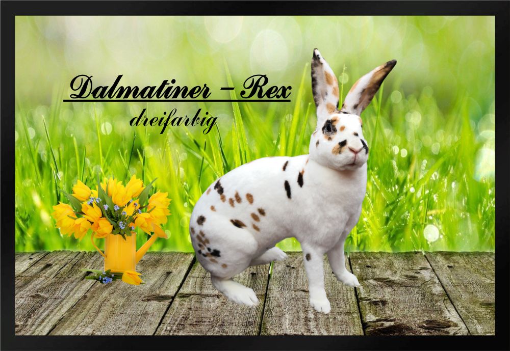 Fußmatte Schmutzfangmatte Kaninchen Dalmatiner-Rex dreifarbig F854 60x40 cm