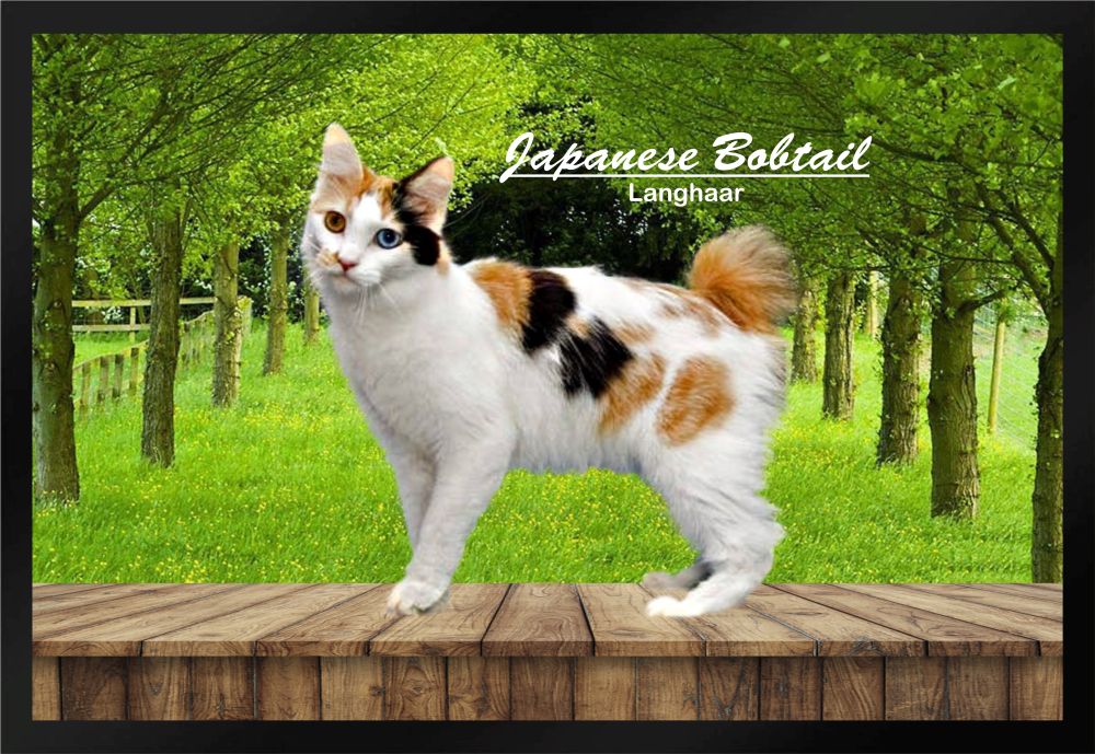 Fußmatte Schmutzfangmatte Katze Japanese Bobtail Langhaar 60x40 cm F1224