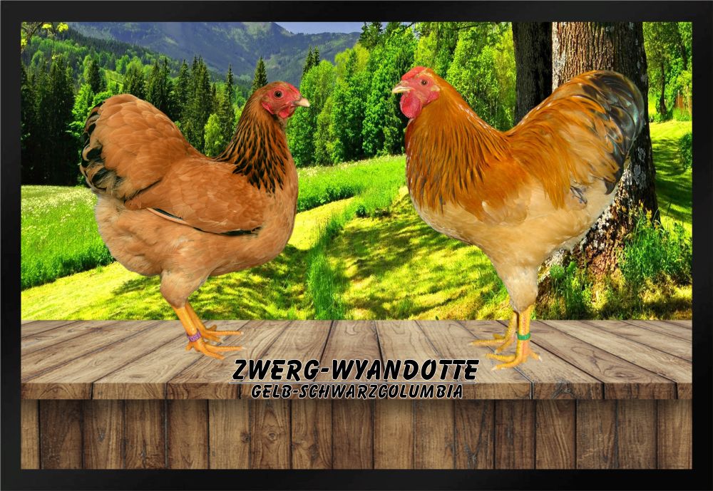 Fußmatte  Hühner Zwerg Wyandotte  gelb schwarzcolumbia F1261 60x40 cm