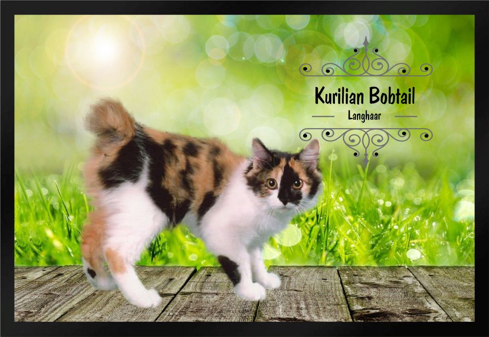 Fußmatte Schmutzfangmatte Katze Kurilian Bobtail Langhaar  F1229 60x40 cm