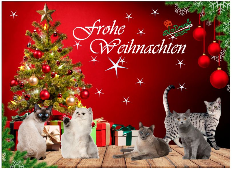 Adventskalender Rassekatzen  mit Schokolade gefüllt Vers. 3