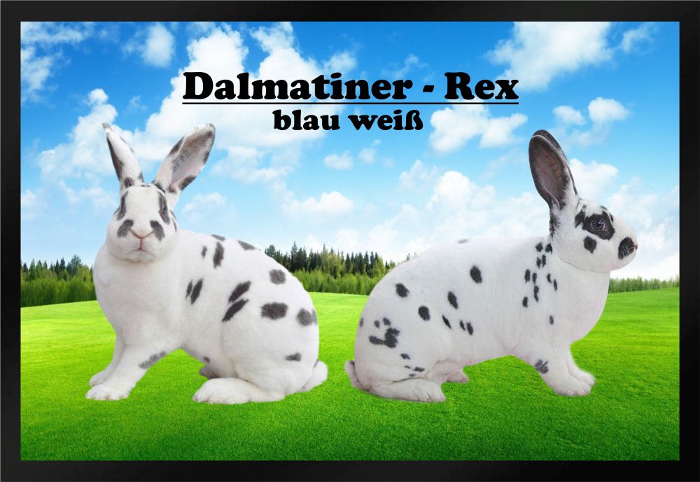 Fußmatte Schmutzfangmatte Kaninchen Dalmatiner-Rex blau weiß F857 60x40 cm